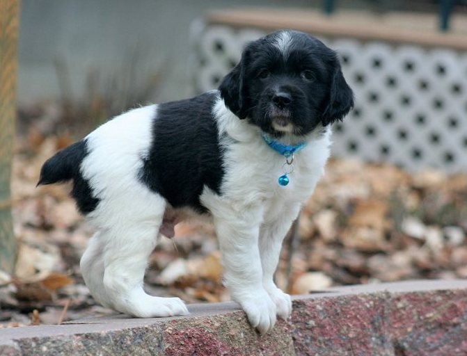 Brittany Spaniel Puppies