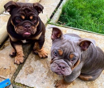 English bulldog puppies