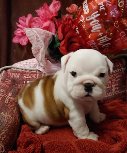 English bulldog puppies