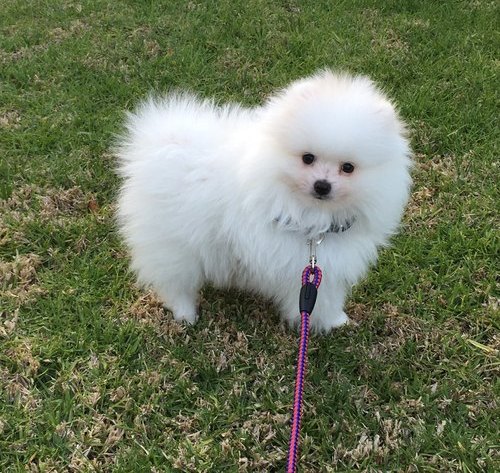 Healthy 9week old pure pomeranian