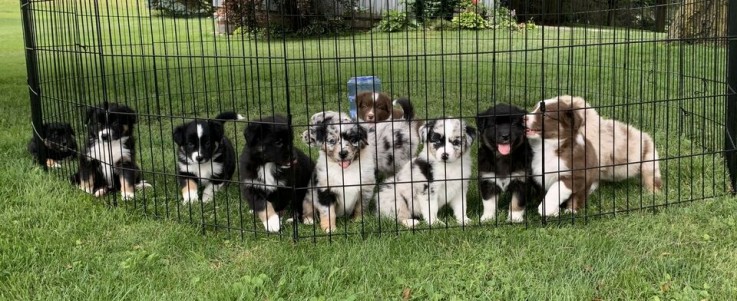 Australian Shepherd text +1(469) 726-963