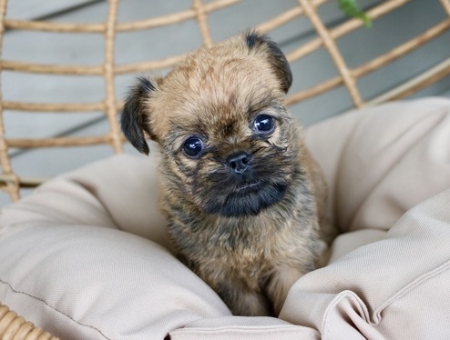 Brussels Griffon female puppy