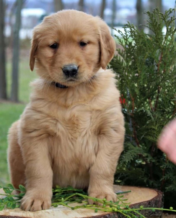 Golden Retriever Puppies For Sale