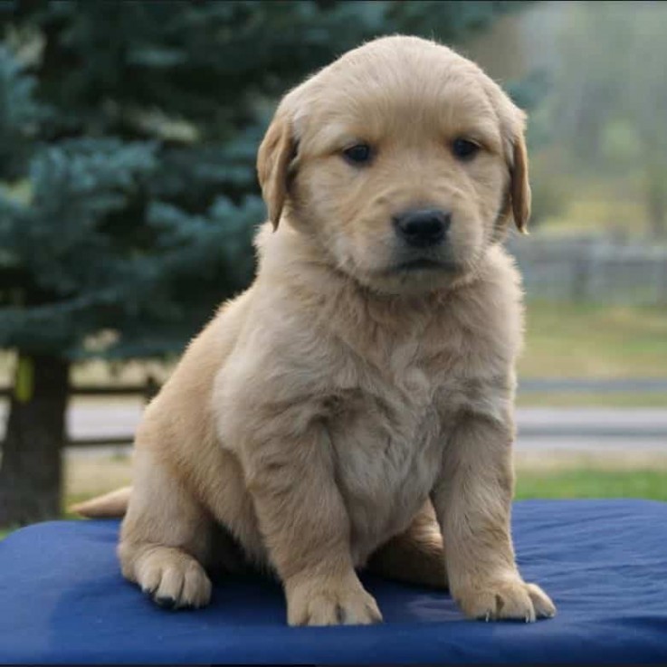 Golden Retriever Puppies For Sale