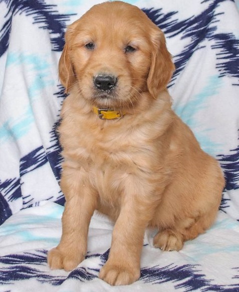 Golden Retriever Puppies For Sale