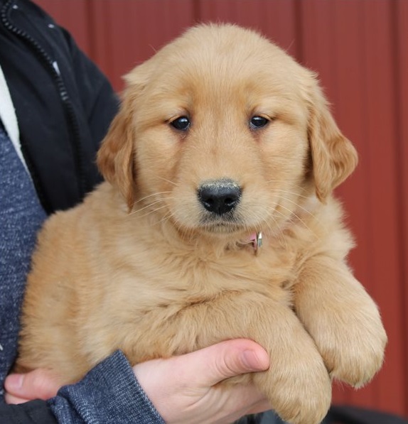 Golden Retriever Puppies For Sale