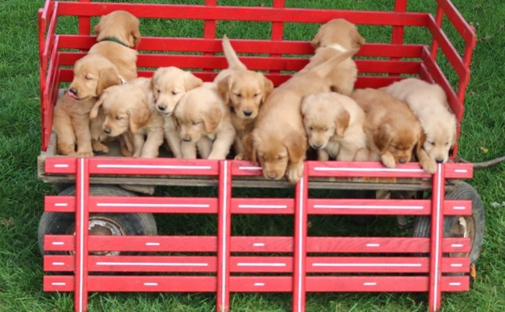 Golden Retriever Puppies For Sale