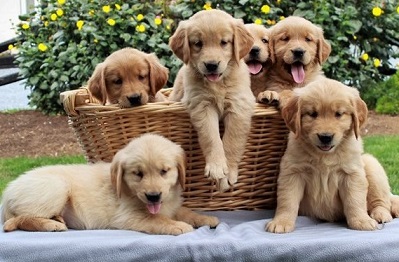 Golden Retriever Puppies For Sale