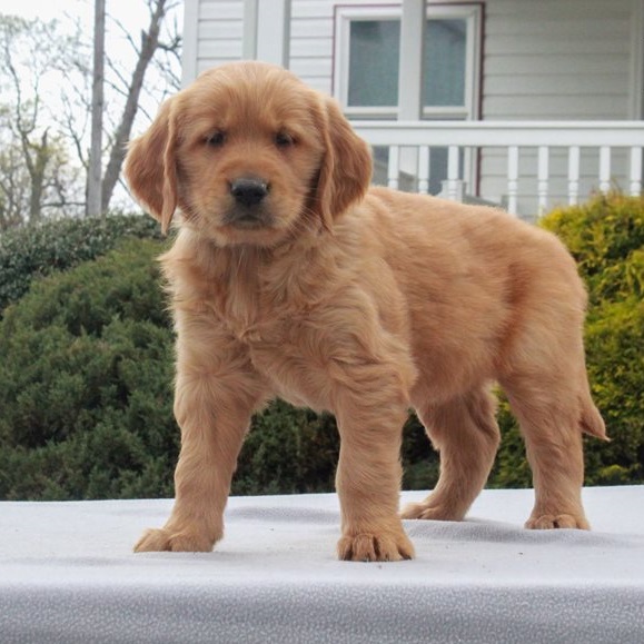 Golden Retriever Puppies For Sale