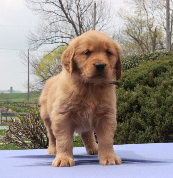 Golden Retriever Puppies For Sale