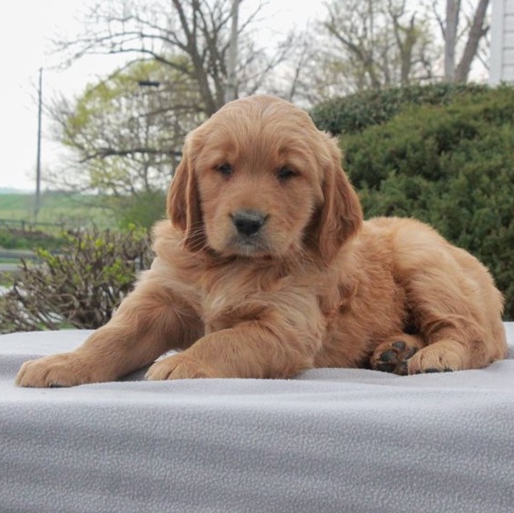 Golden Retriever Puppies For Sale