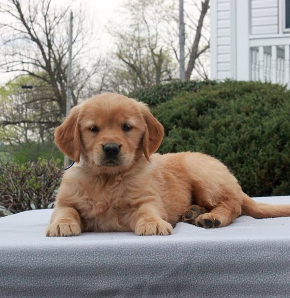 Golden Retriever Puppies For Sale