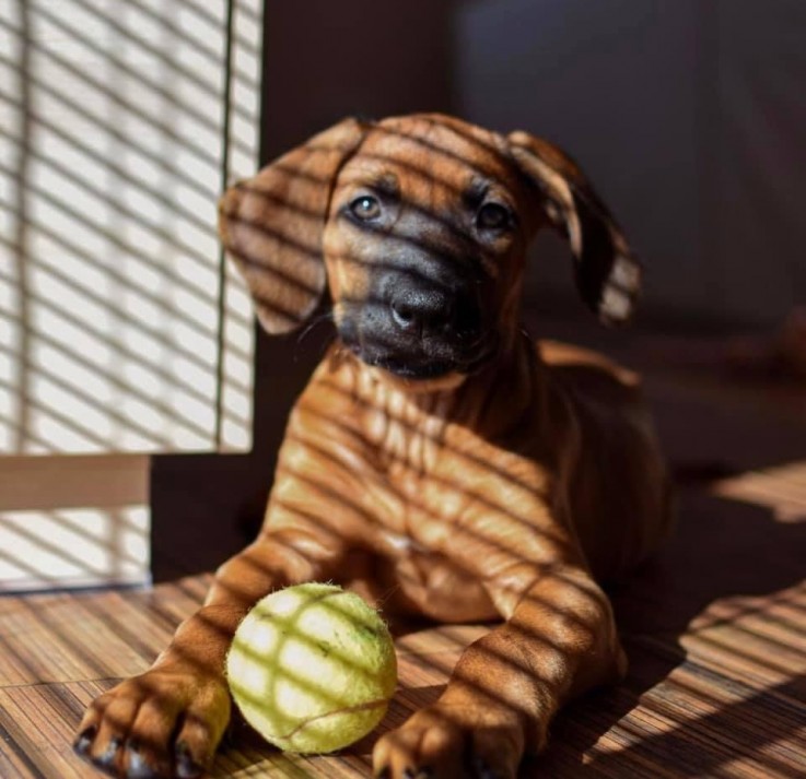 Female Rhodesian Ridgeback puppy 