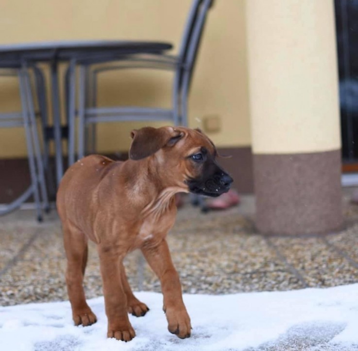 Female Rhodesian Ridgeback puppy 