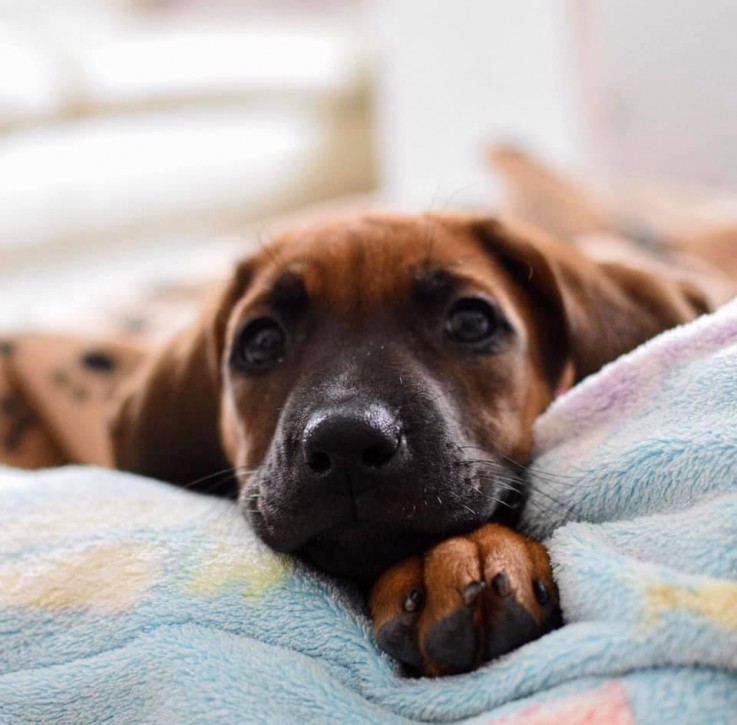 Female Rhodesian Ridgeback puppy 