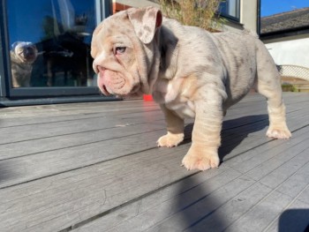 English bulldog