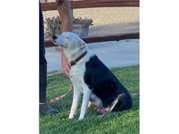 border collie puppies