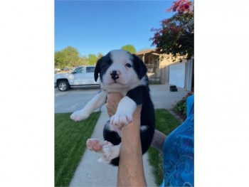 border collie puppies