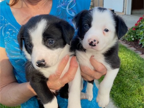 border collie puppies