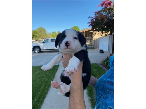 border collie puppies