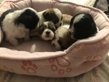 adorable shih tzu puppies 