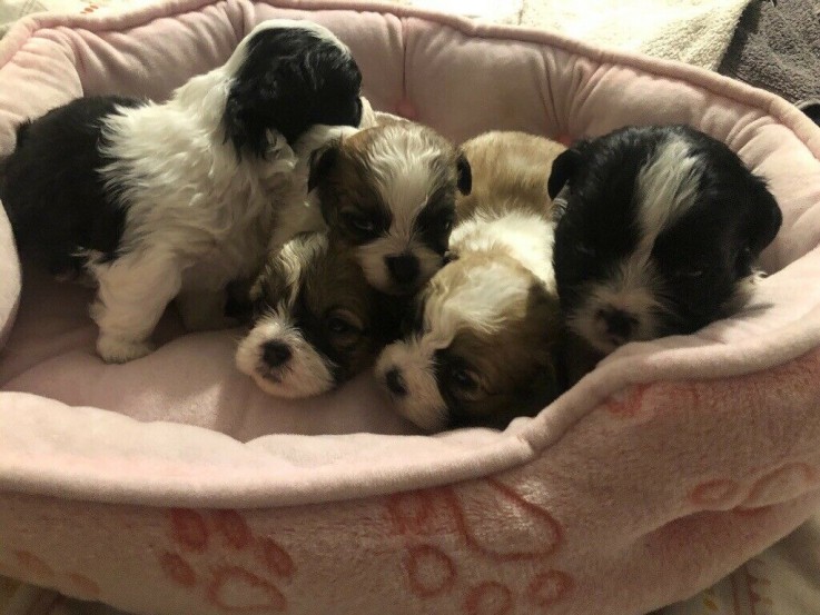 adorable shih tzu puppies 