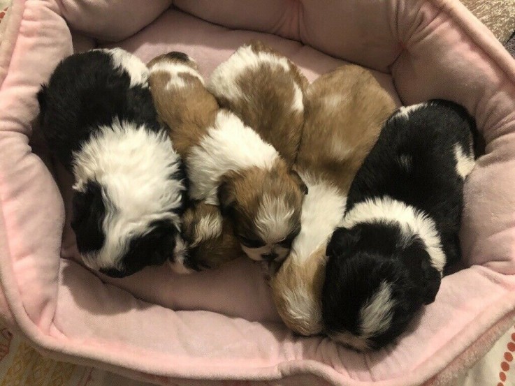 adorable shih tzu puppies 