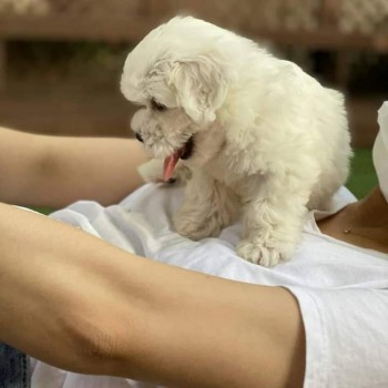 lovely maltese puppies