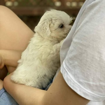 lovely maltese puppies