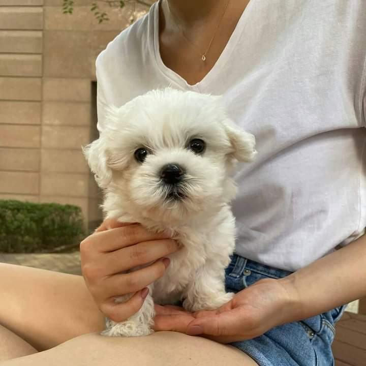 lovely maltese puppies