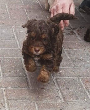 cockerpoo puppy's