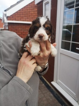 cockerpoo puppy's