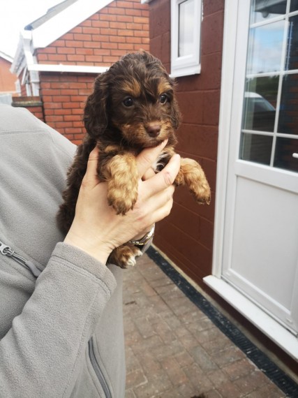 cockerpoo puppy's