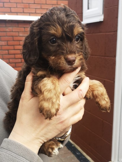 cockerpoo puppy's