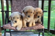 Golden retriever puppies 