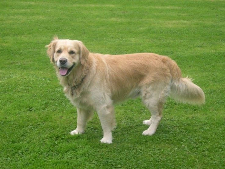 Golden retriever puppies 