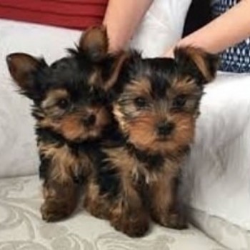 yokie puppy's 