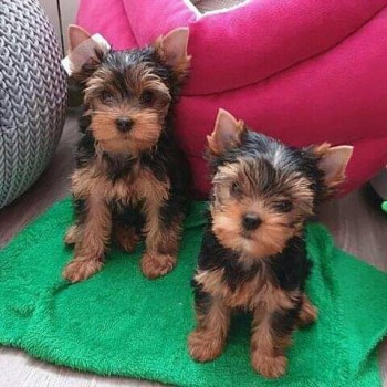 yokie puppy's 