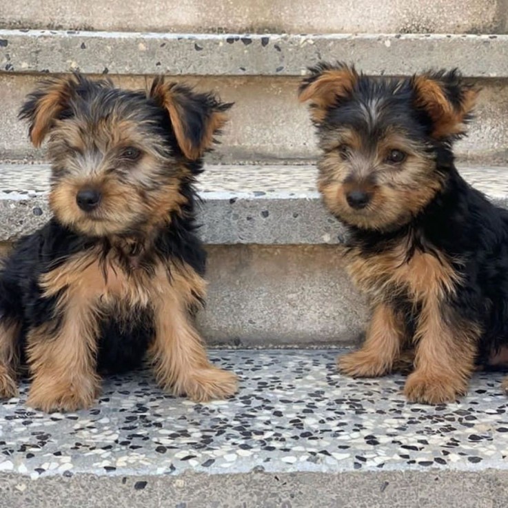 yokie puppy's 