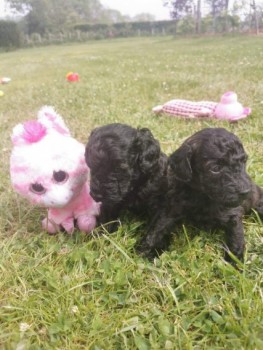 poodle puppy's