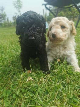 poodle puppy's