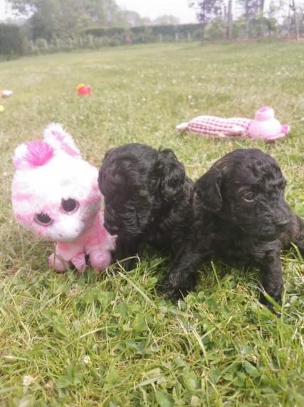 poodle puppy's