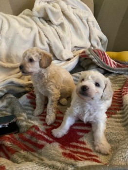 poochon puppies