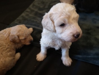 poochon puppies