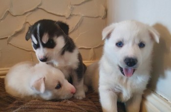 Siberian husky puppies