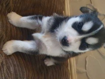 Siberian husky puppies