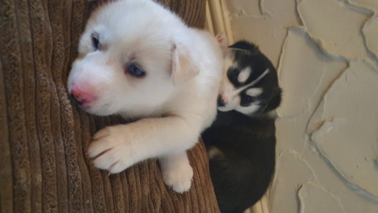 Siberian husky puppies