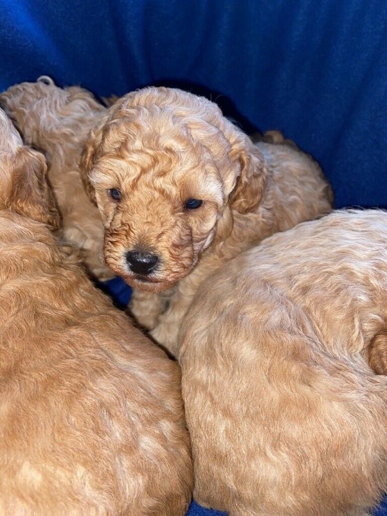 toy poodle