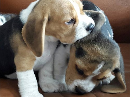 beagle puppy's for adoption