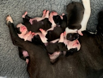 boston terier puppy's available 